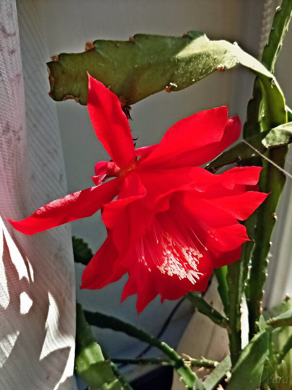 Кактус эпифиллум - Veera V