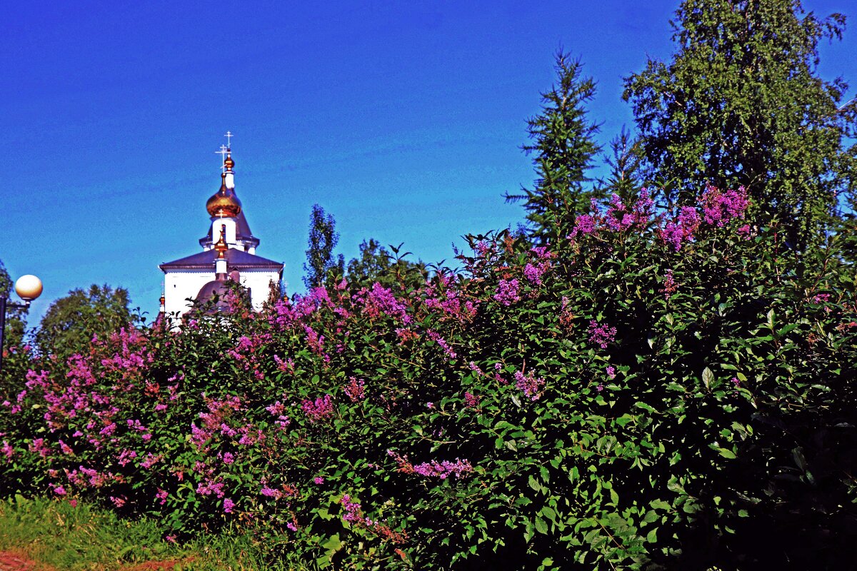 Июнь..Сиреневая аллея в парке! - Владимир 