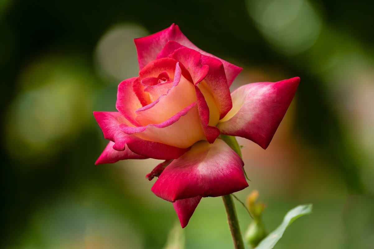 Роза - Игорь Сикорский