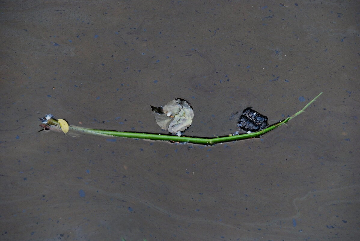 ПРОГУЛКА ПО МЕКОНГУ - Юрий Вовк