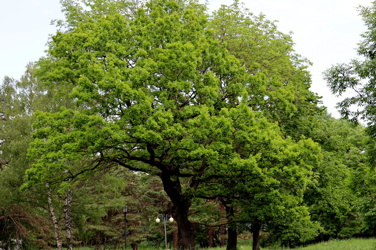 Дубы-колдуны... - Александр Кондаков