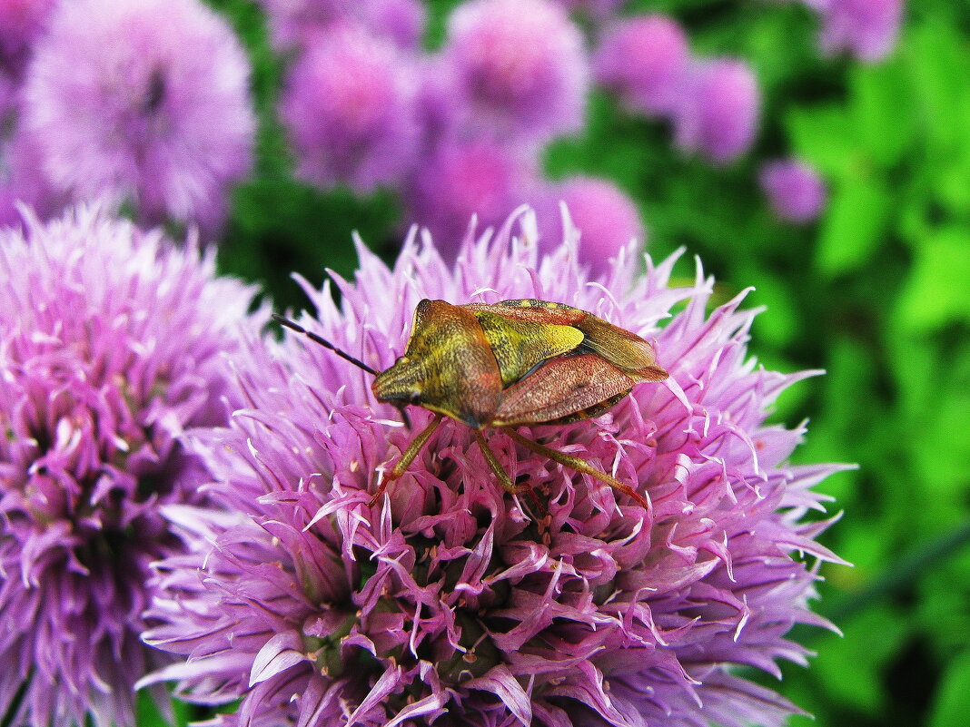Клоп щитник - Людмила Смородинская