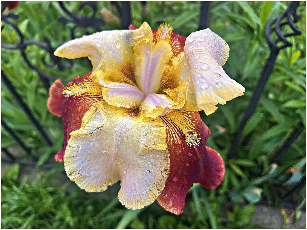 После дождя. - Валерия Комова