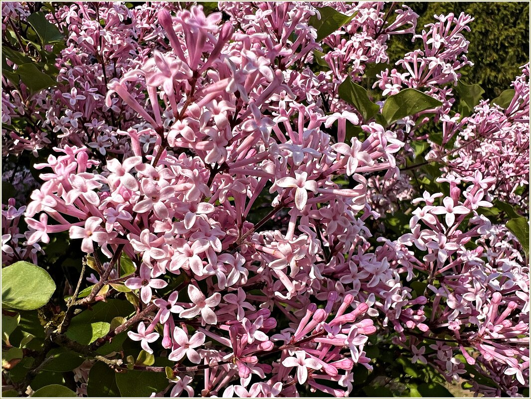 Поздняя сирень. - Валерия Комова