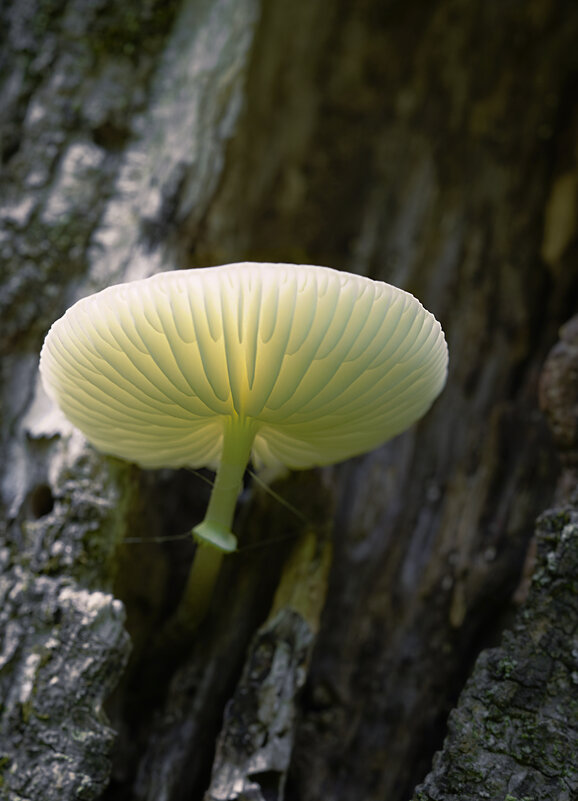 Большой прекрасный гриб - Эдуард Куклин