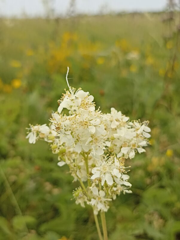 Полевые цветы - Pippa 