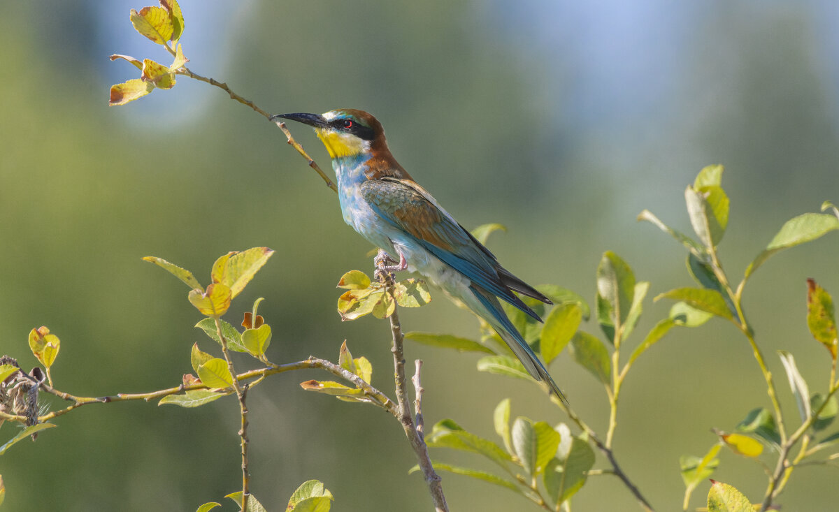 ласточки - юрий макаров ласточки - юрий макаров