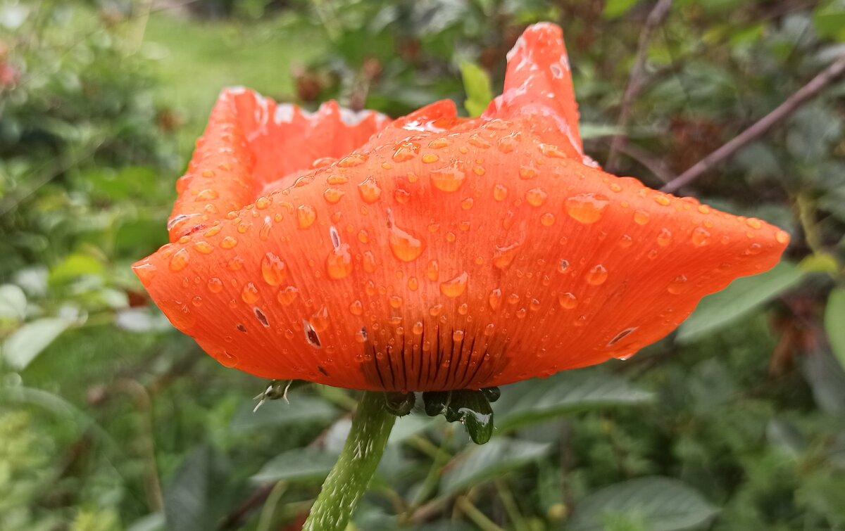 Дождь нам не помеха! - veilins veilins