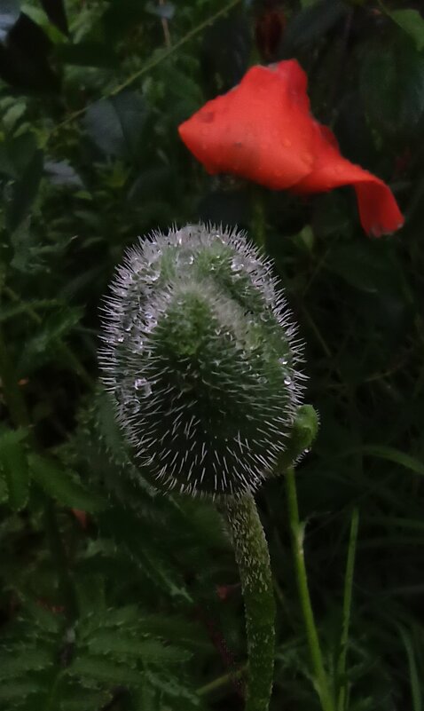 Завтра... - veilins veilins