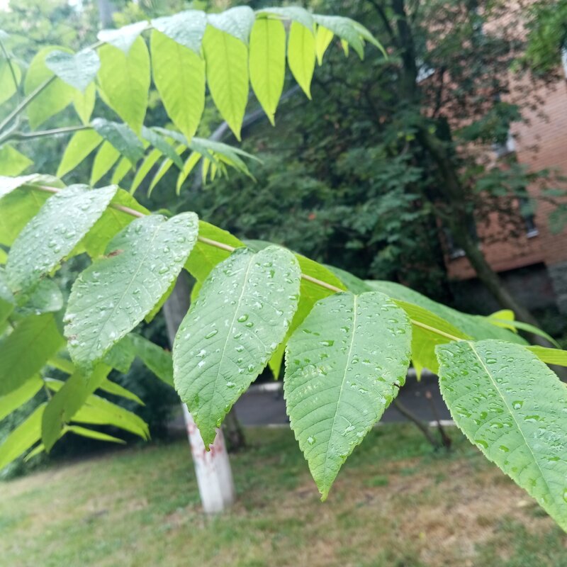 После дождя - Елена Семигина