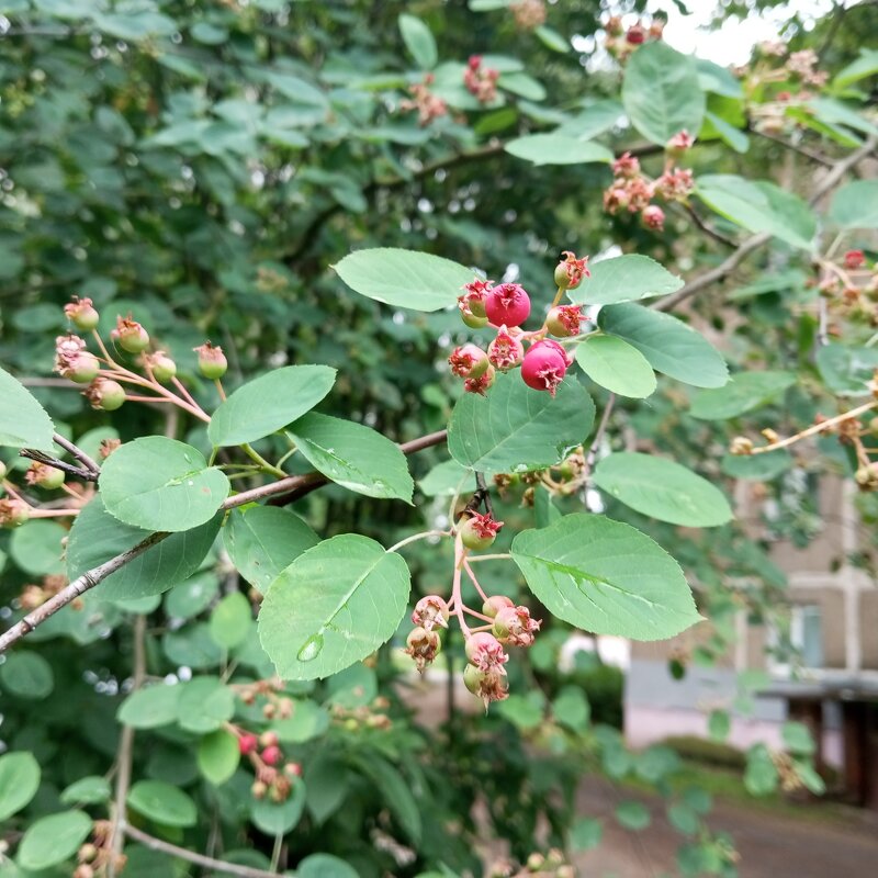 ***** - Елена Семигина