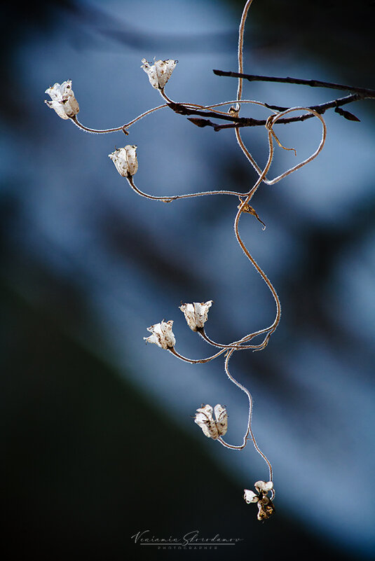 Арабеск - Вениамин Скородумов