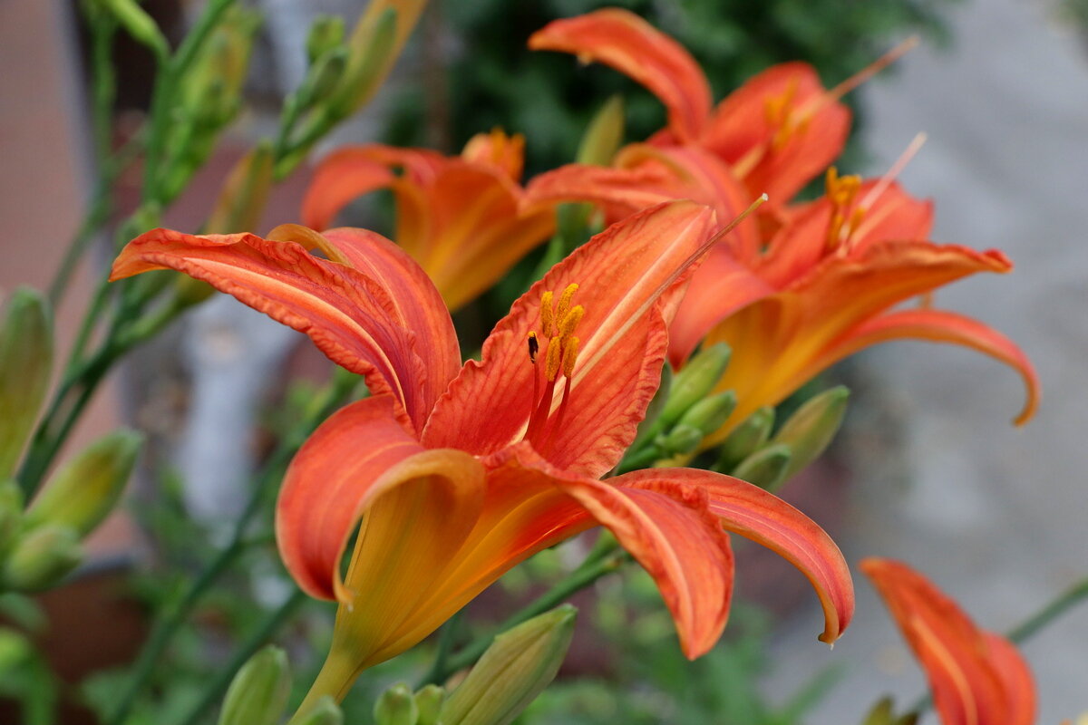 лилейник - Игорь Kуленко лилейник - Игорь Kуленко