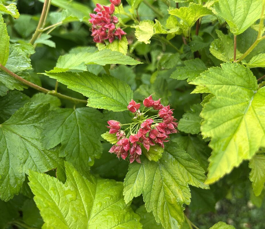 Пузыреплодник калинолистный - Oleg4618 Шутченко
