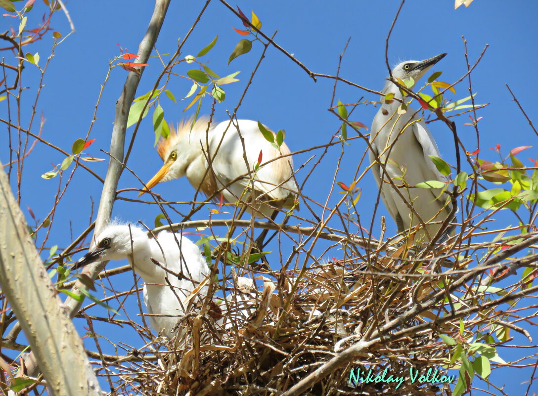 Египетская цапля с подросшими птенцами в гнезде. - Николай Волков Египетская цапля с подросшими птенцами в гнезде. - Николай Волков