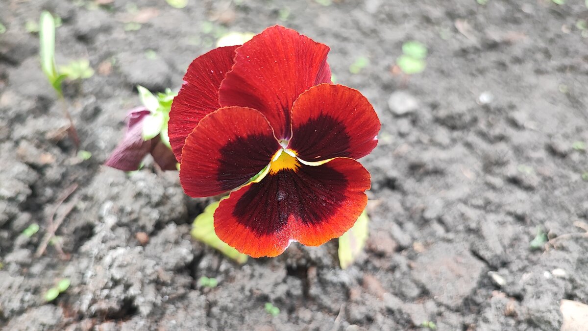 ,,, - Сергей Тимоновский