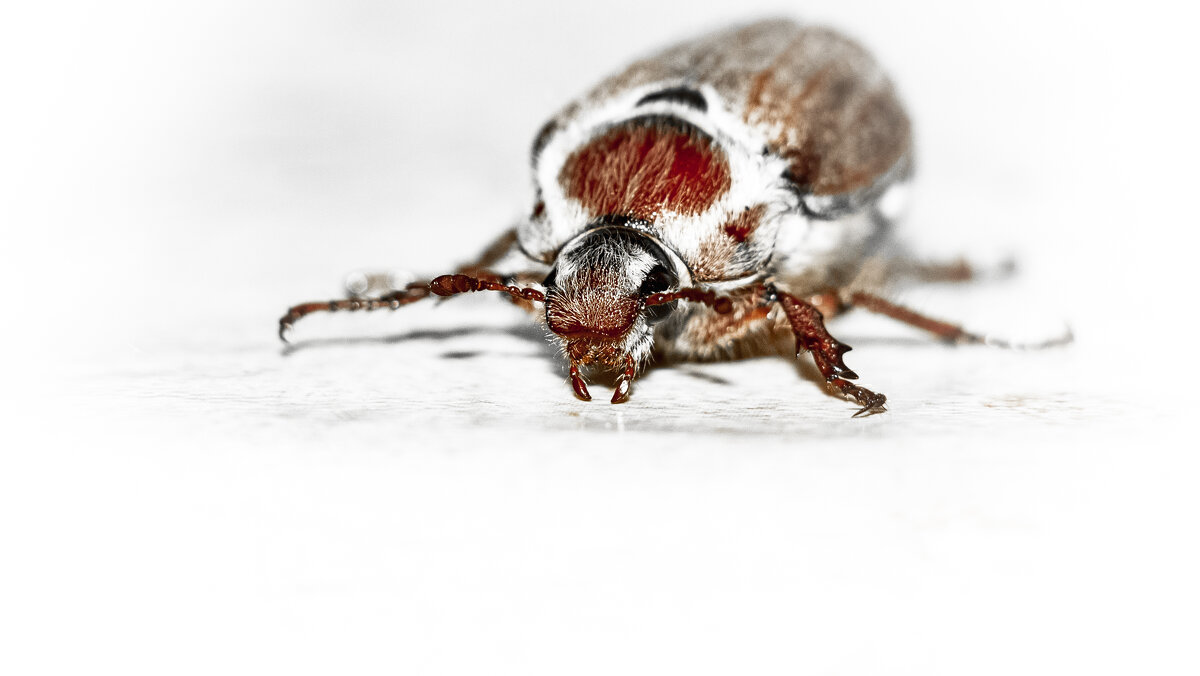 May Bug | 18 - Sergey Sonvar May Bug | 18 - Sergey Sonvar