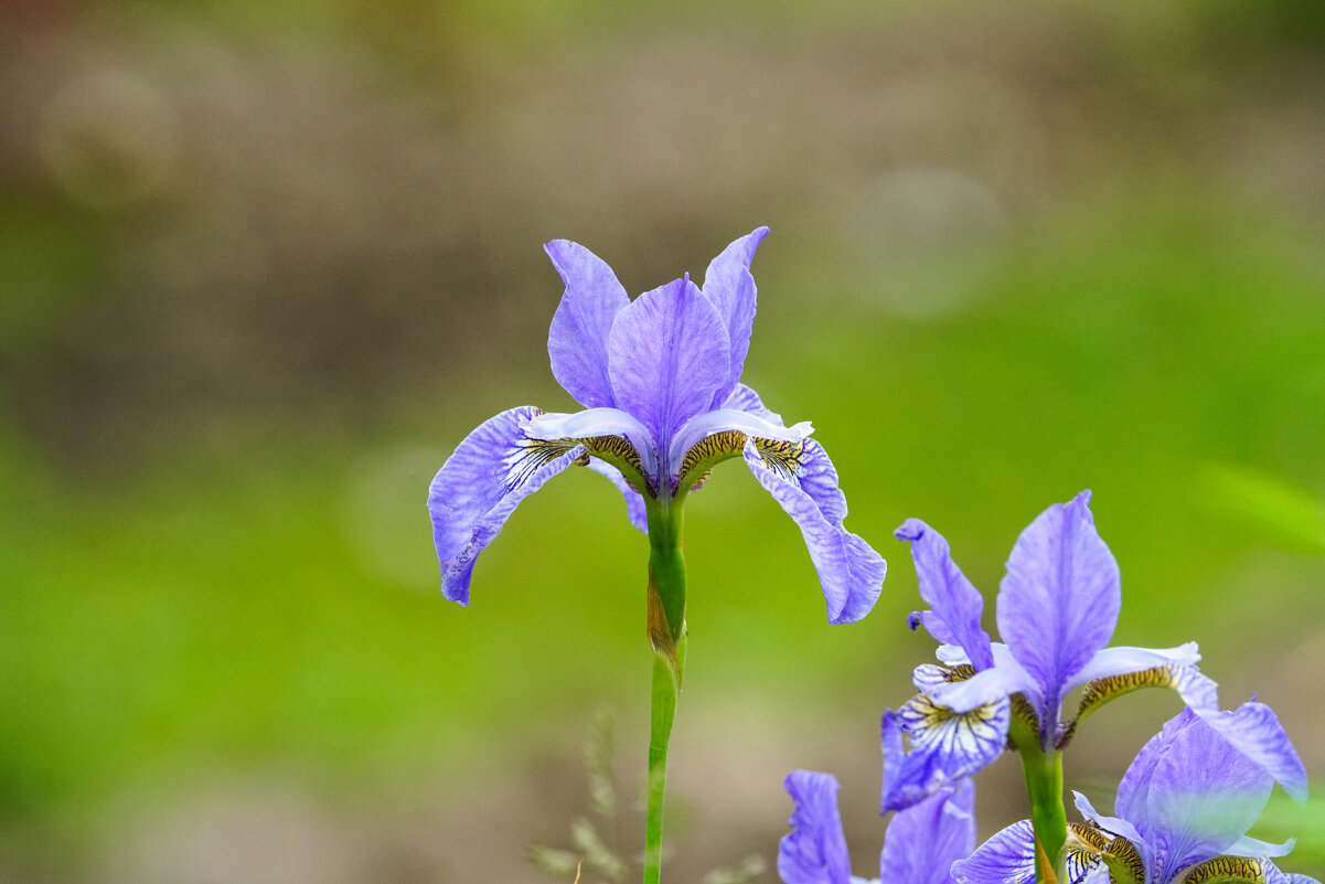 Ирисы - Иван Литвинов