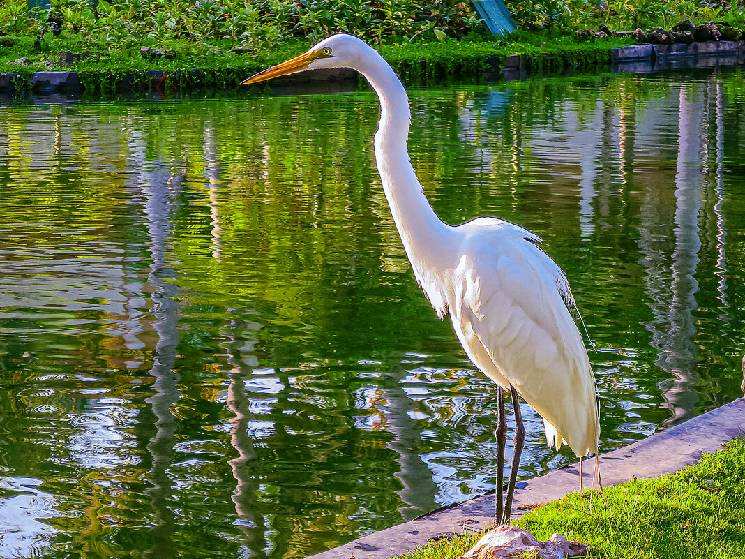 Большая белая цапля - Aleksey Afonin
