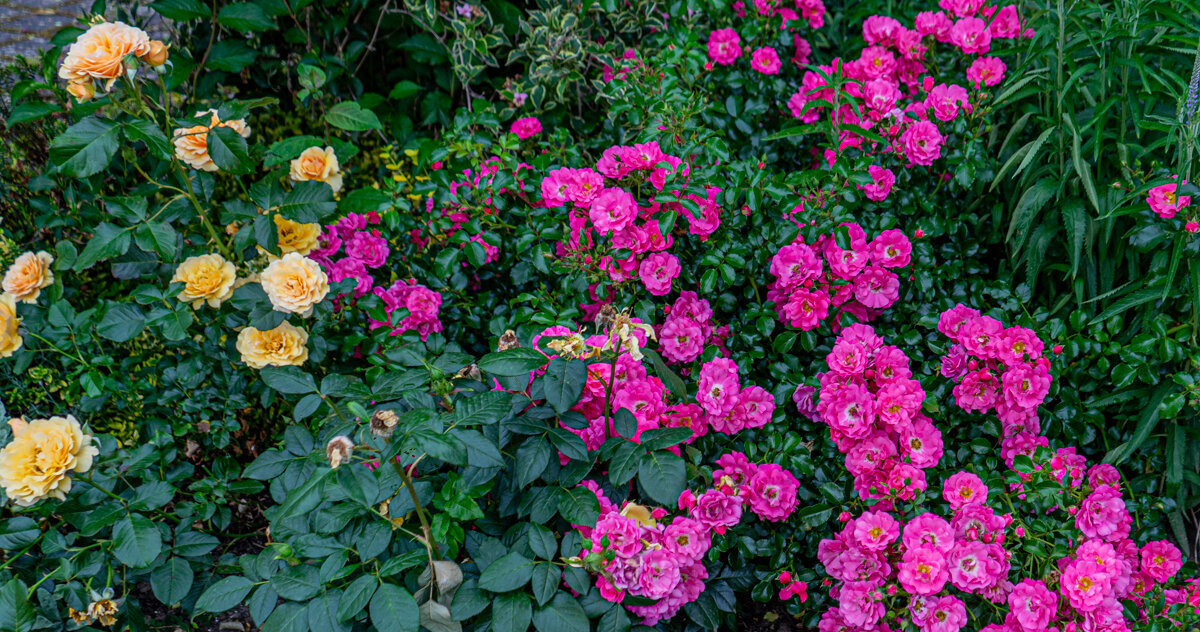 Цветы - Sergej Цветы - Sergej