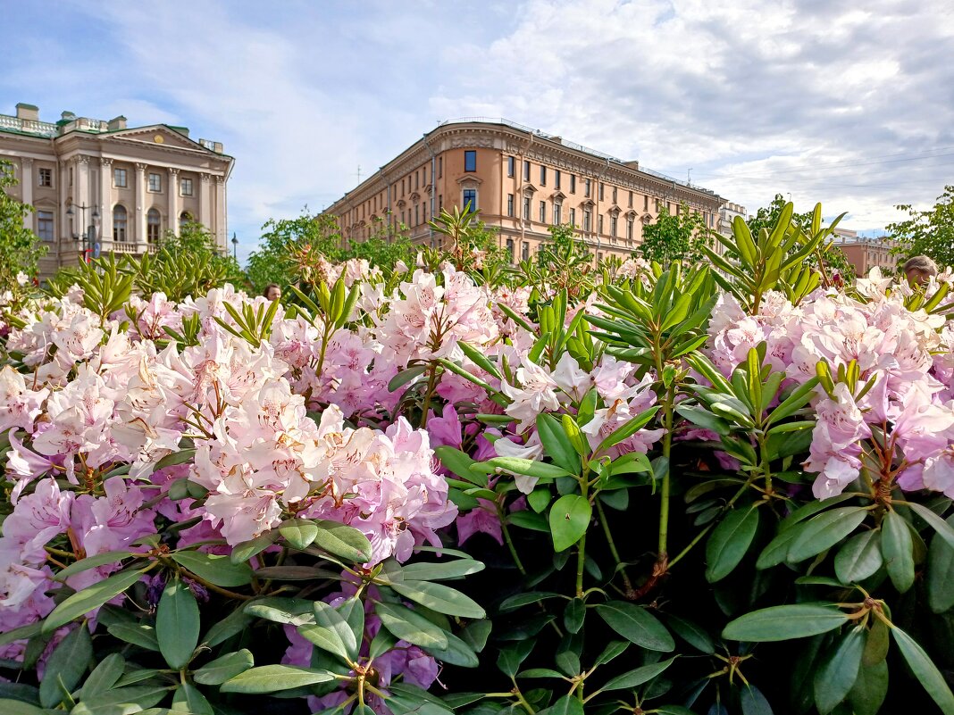 Цветение рододендронов. - Лия ☼ Цветение рододендронов. - Лия ☼