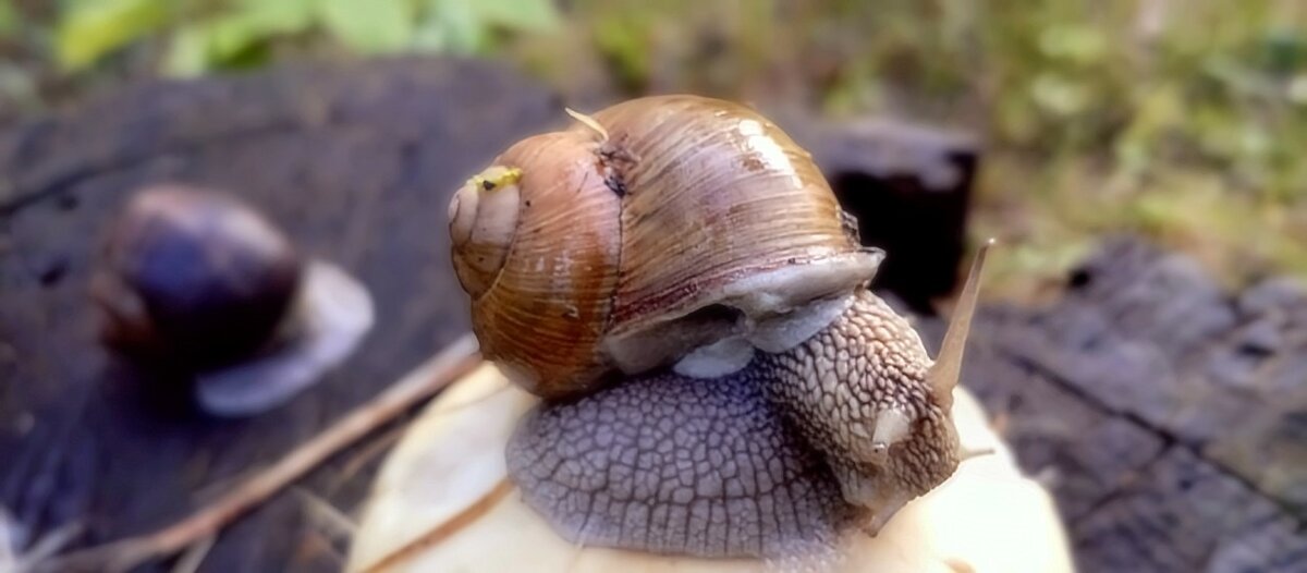 Улитка - Михаил Столяров