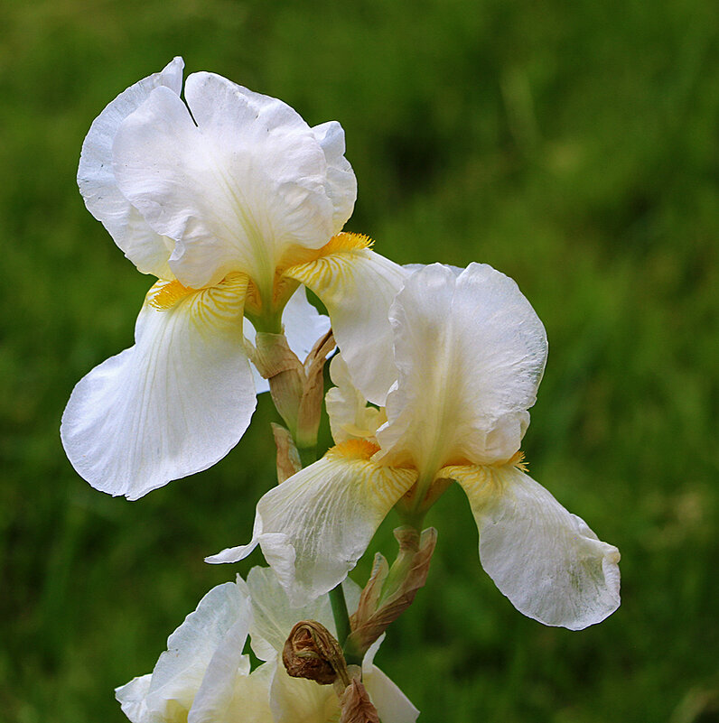10 июня - всё ещё ирисы! - Светлана 