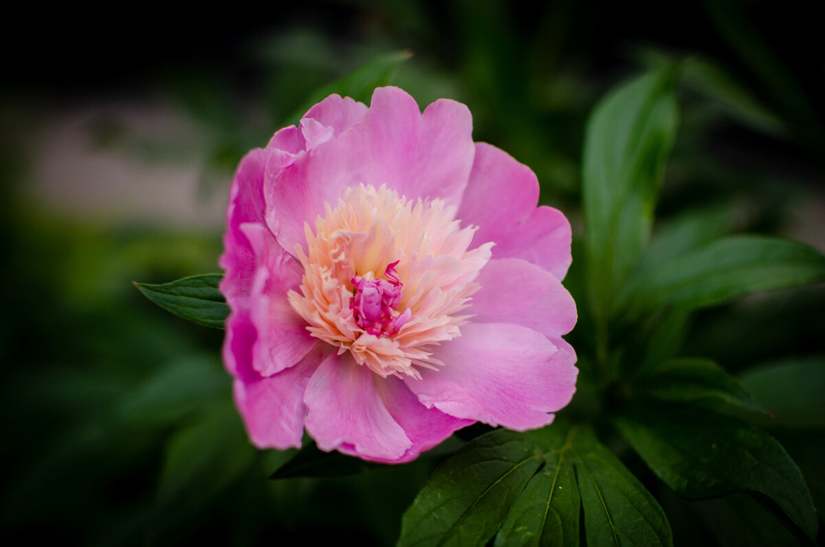 Макро - Александр Бочериков