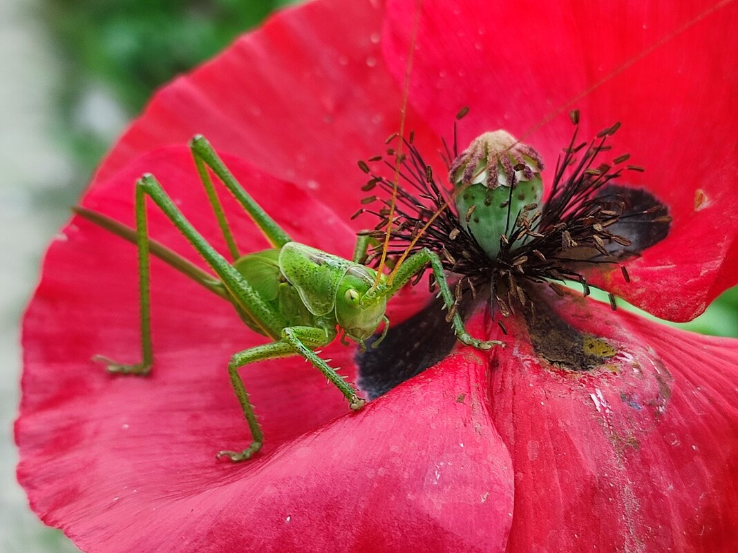 Кузнечик - Валентина Богатко Кузнечик - Валентина Богатко