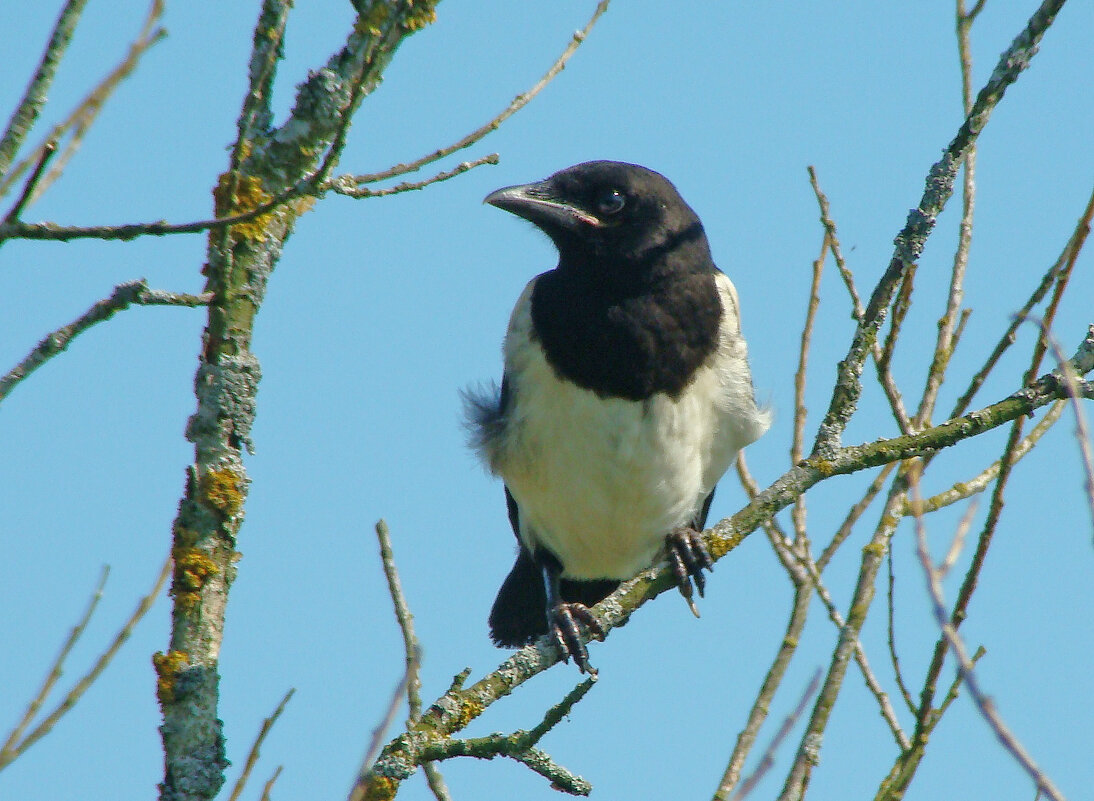 сорочонок - gawrilа - dan