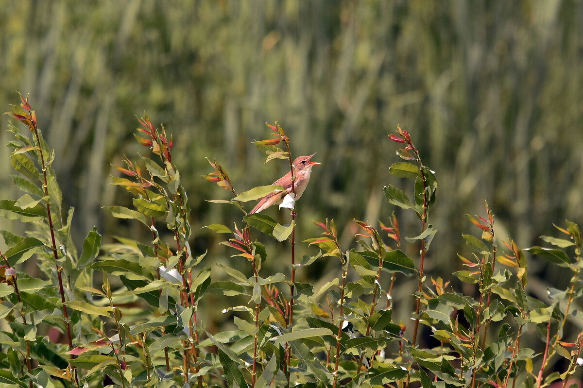 Камышовка болотная. - Алексей . Камышовка болотная. - Алексей .