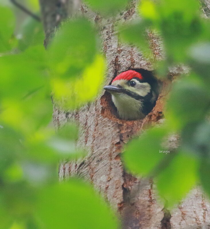 в лесной глуши... - Andrey Bragin в лесной глуши... - Andrey Bragin