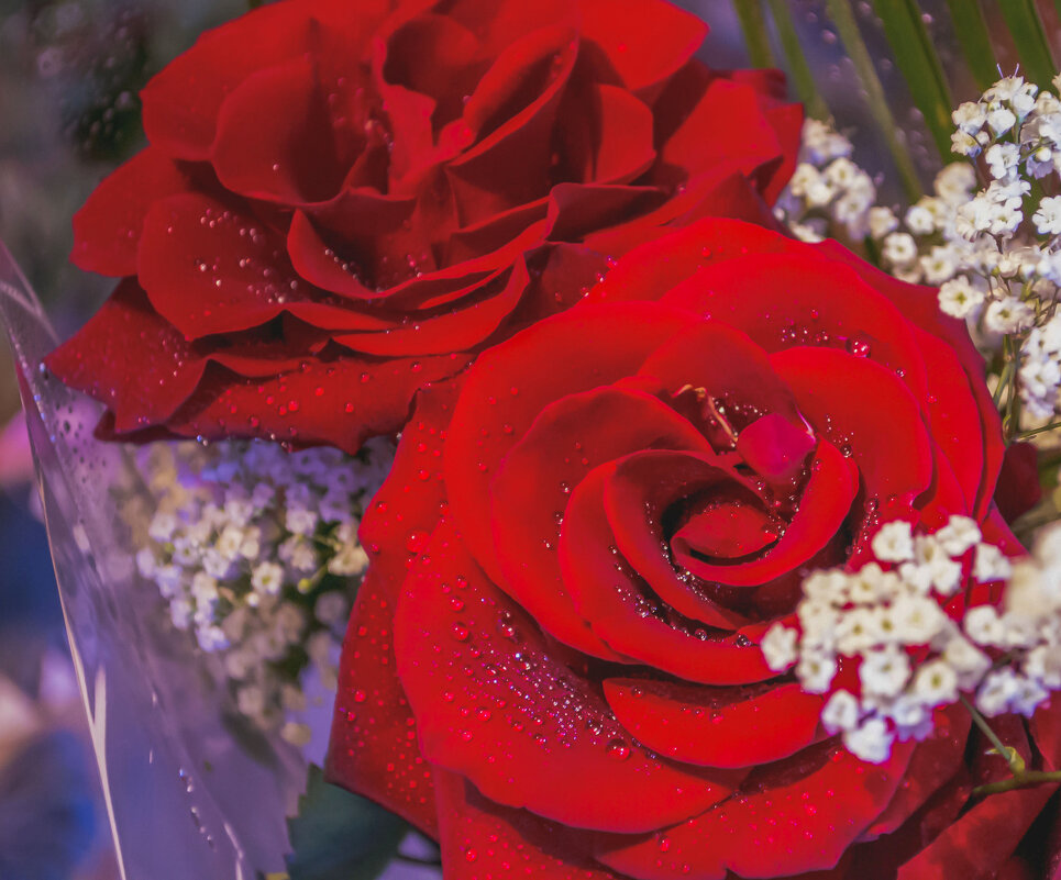 Розы. - юрий Амосов Розы. - юрий Амосов