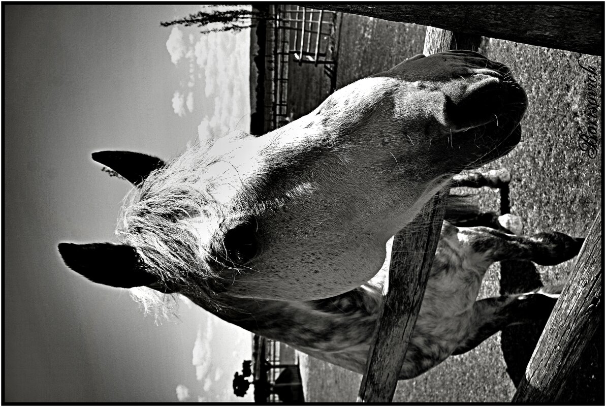 Horse2 - Denis Lipatov