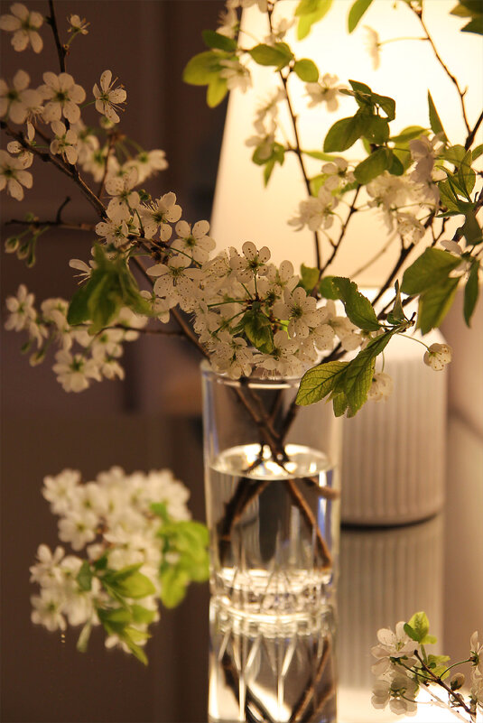 Вишня - Victoria 