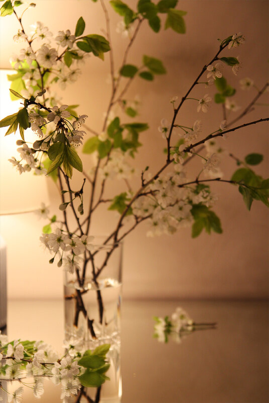 Вишня - Victoria 