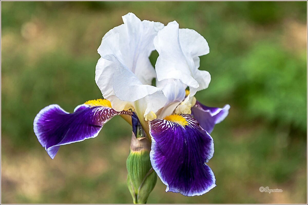 Ирис - Aquarius - Сергей Ирис - Aquarius - Сергей