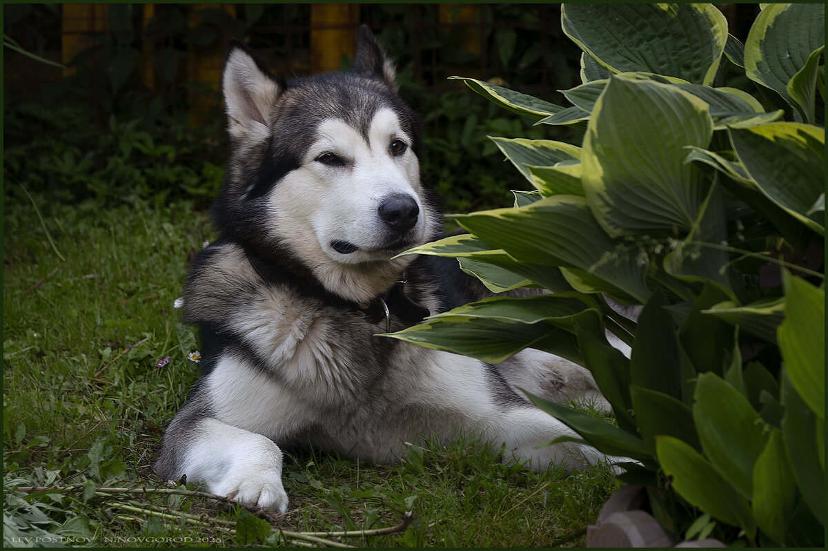 Ярик. - leff Postnov