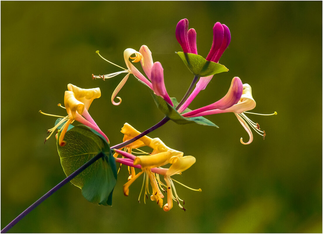 Каприфоль - Валентин Котляров