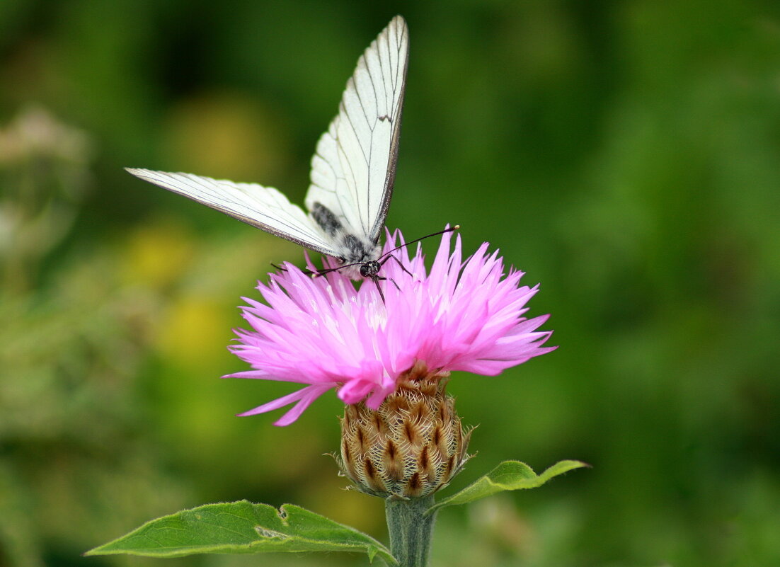 Белокрылая боярышница - Нэля Лысенко