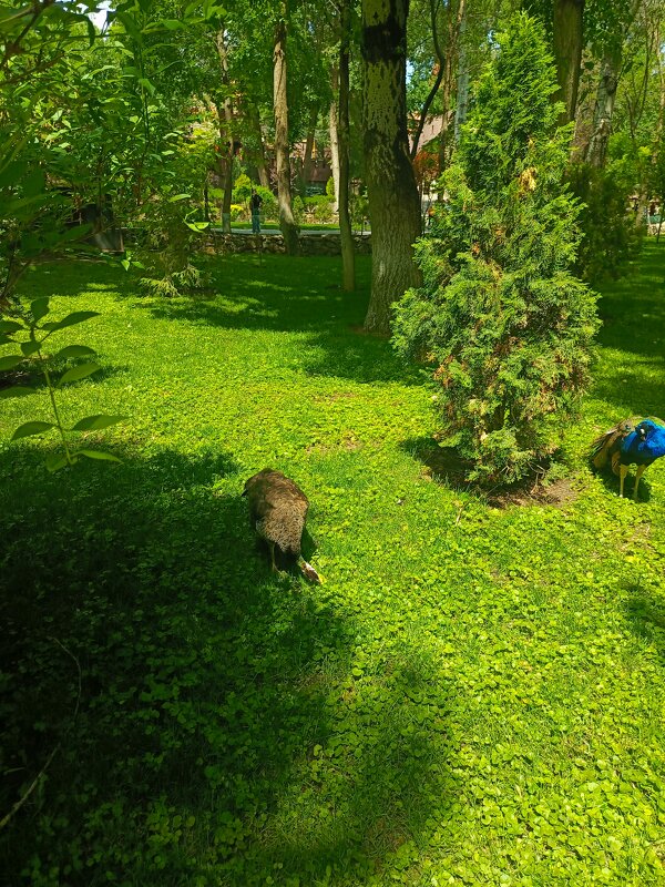 Павлины - Татьяна Пальчикова