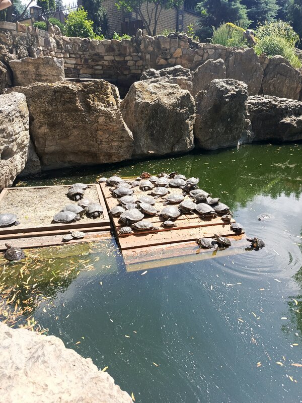 Пруд с черепахами - Татьяна Пальчикова Пруд с черепахами - Татьяна Пальчикова