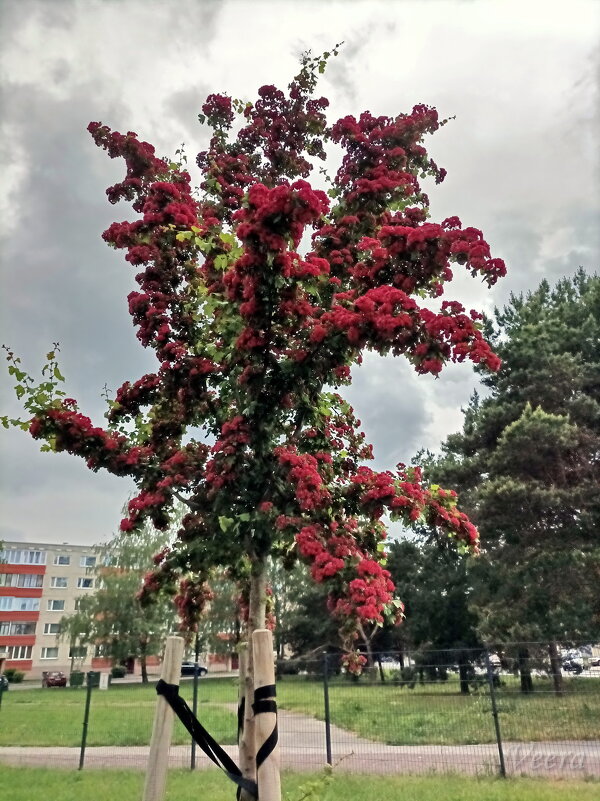 Боярышник - Veera V