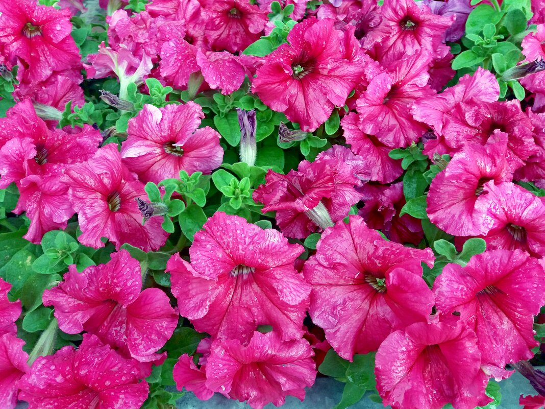 Мокрые петунии - Galina Solovova