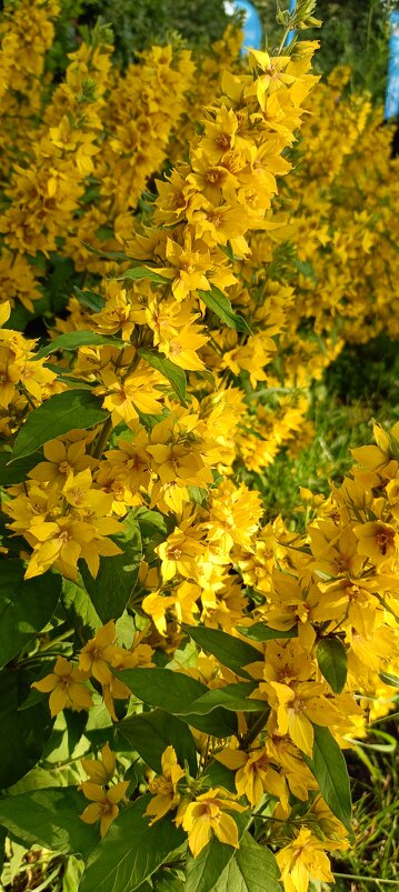 солнечные... - Галина R... солнечные... - Галина R...