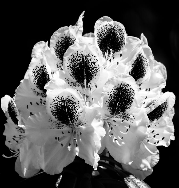 Белый рододендрон. - Игорь Викторов