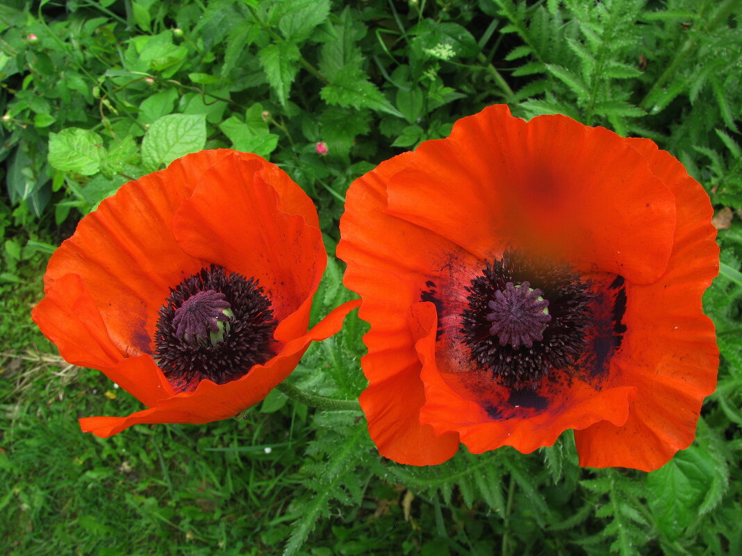 Красавцы - Людмила Смородинская Красавцы - Людмила Смородинская