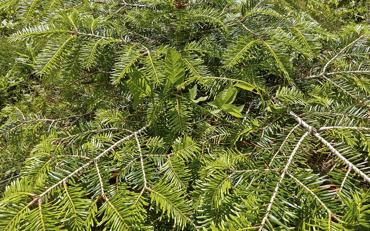 Пронырливый вьюн - Валерий Иванович