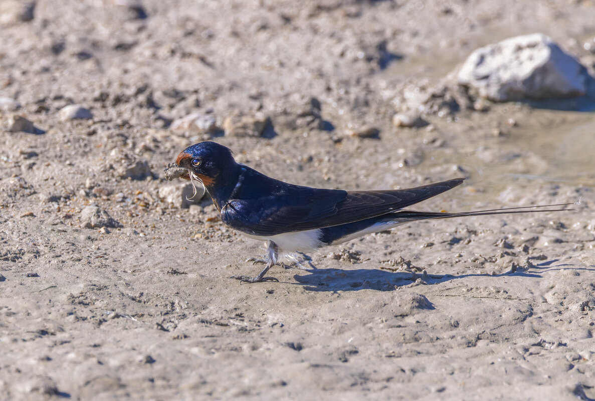 ласточки - юрий макаров
