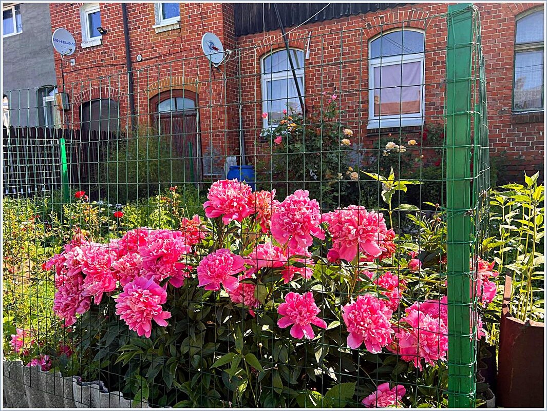 Палисаднички Гвардейска. - Валерия Комова